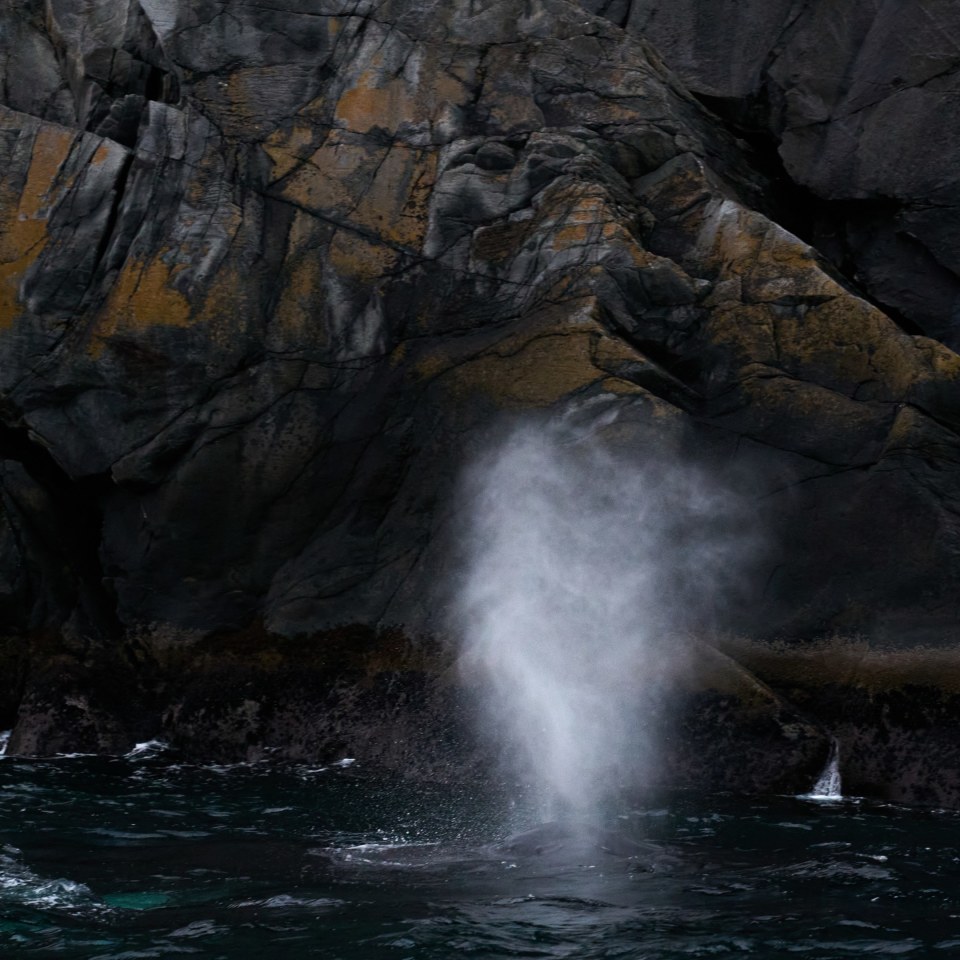 Wal Norwegen